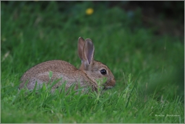 <p>KRÁLÍK DIVOKÝ (Oryctolagus cuniculus) - Schillig - Německo /European rabbit - Wildkaninchen/</p>